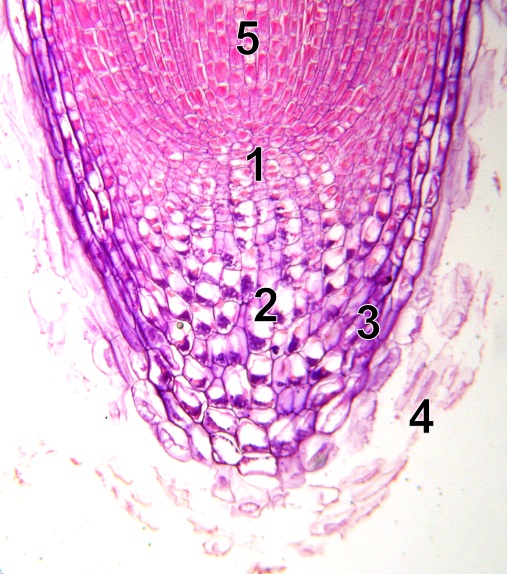 What is the Difference Between Primary and Secondary Meristem