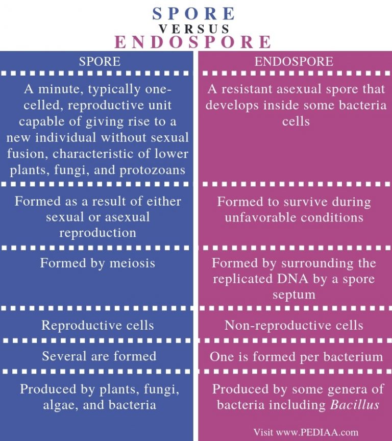 What Is The Difference Between Spore And Endospore Pediaa