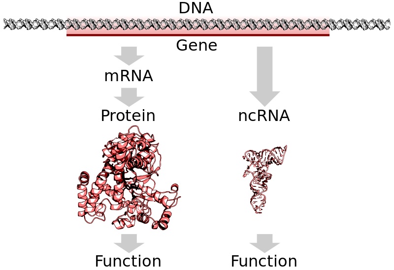 What Is The Difference Between Coding And Noncoding Dna Pediaa