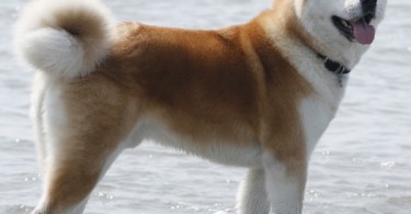 23+ Shiba Inu Akita Inu Difference