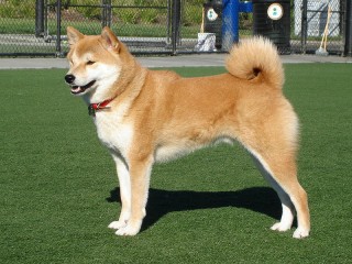 Difference between Akita and Shiba Inu