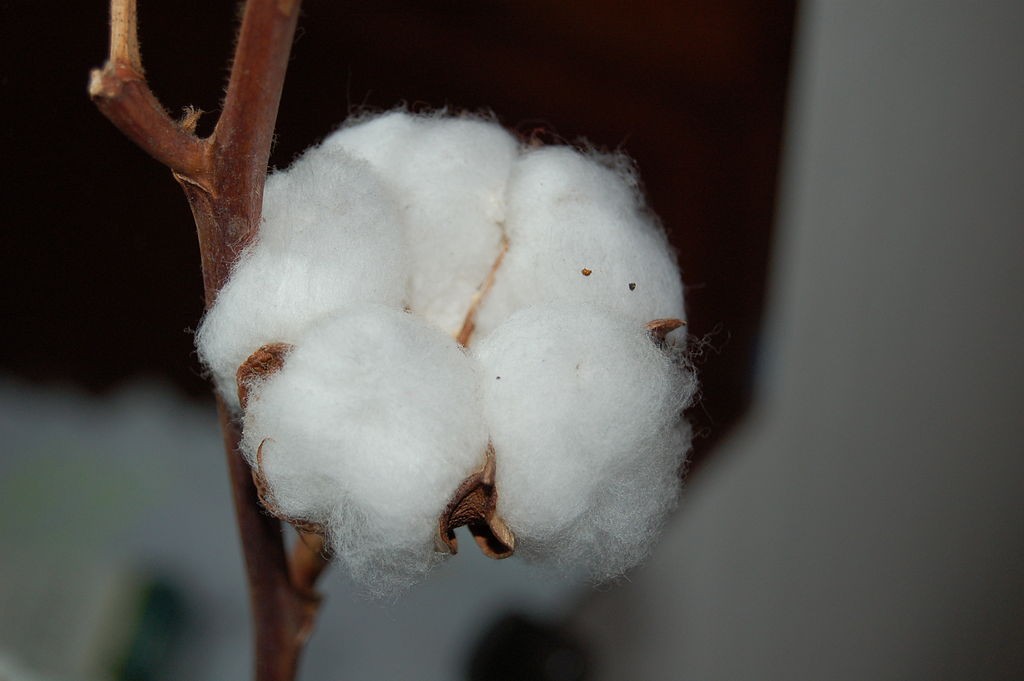 Main Difference - Amylose vs Cellulose
