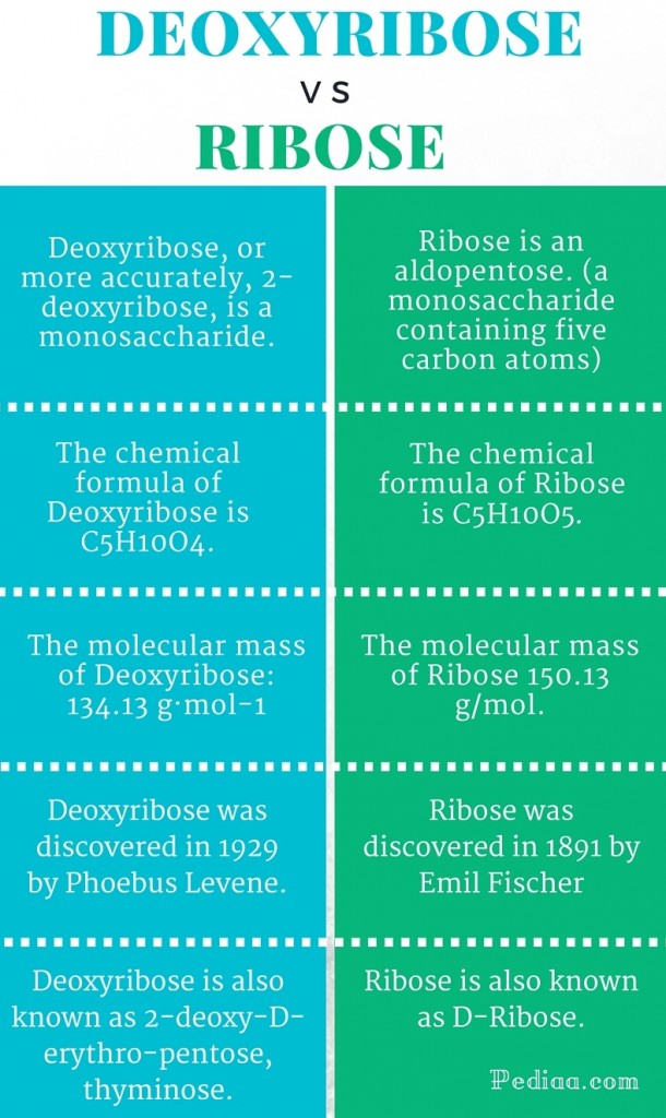 Difference Between Deoxyribose and Ribose - infographic