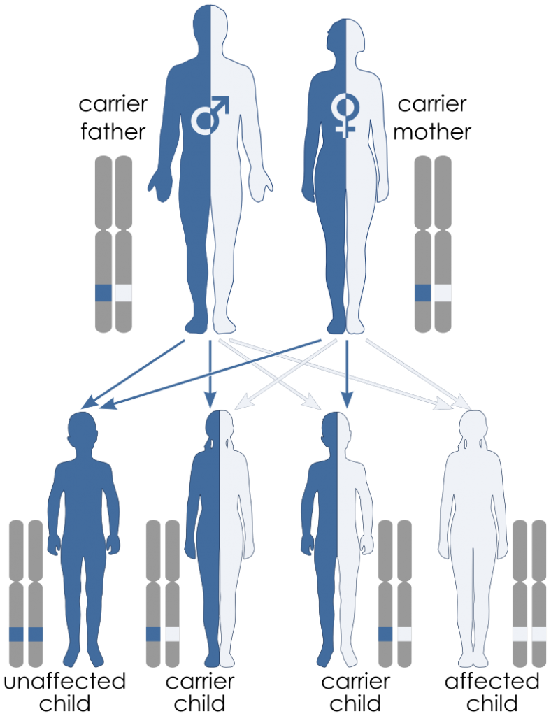 how-do-alleles-determine-traits-in-genetics