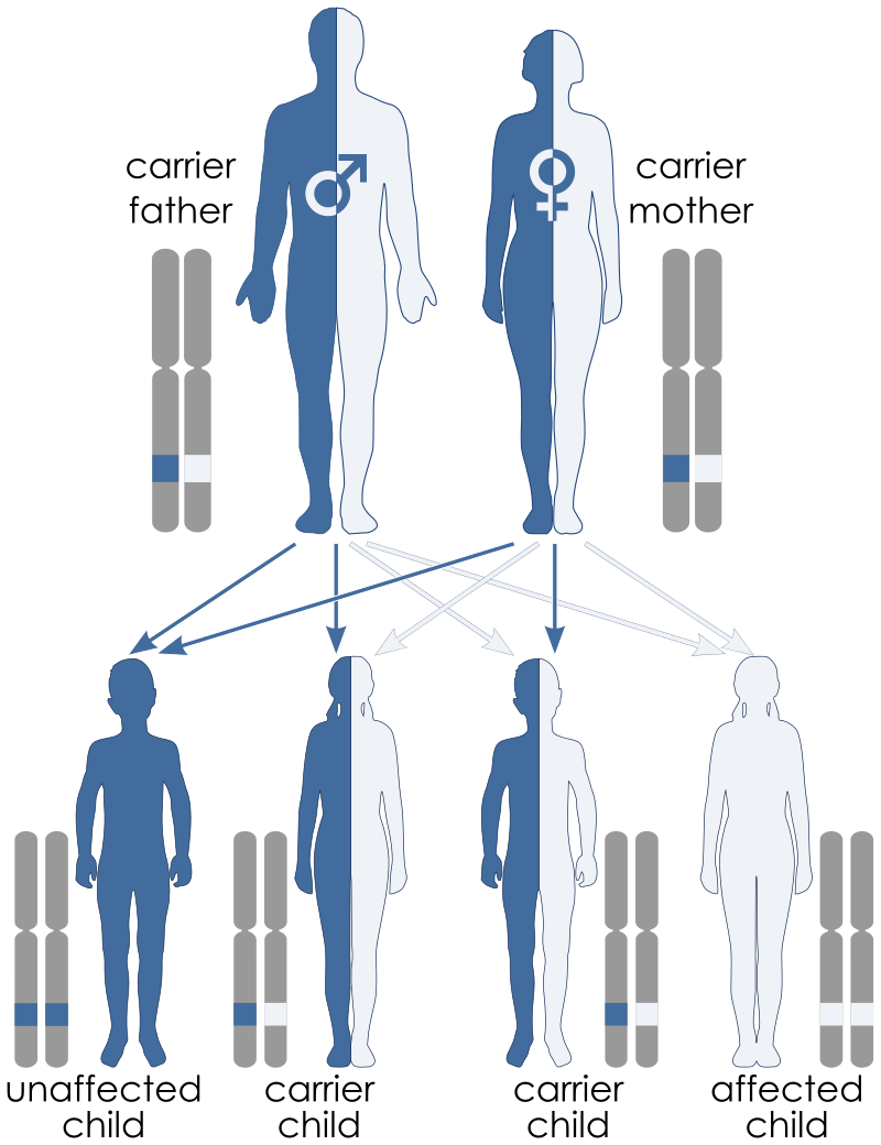 dominant and recessive traits