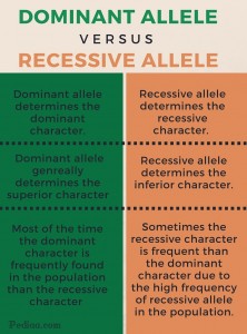recessive dominant alleles alel pediaa resesif dominan allele reference perbedaan
