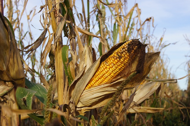 Difference Between Maize and Corn 