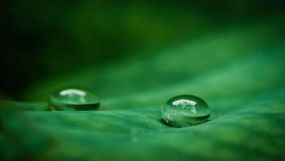 Difference Between Surface Tension and Surface Energy - Water_on_a_lotus_leaf