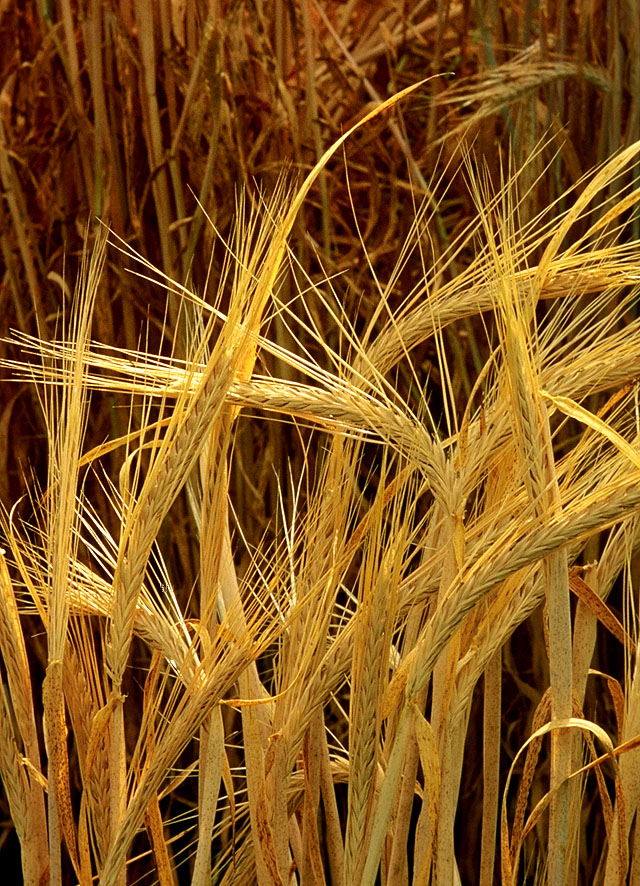 Difference Between Wheat and Barley