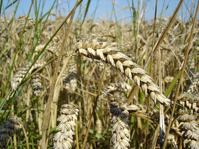 Main Difference - Wheat vs Barley