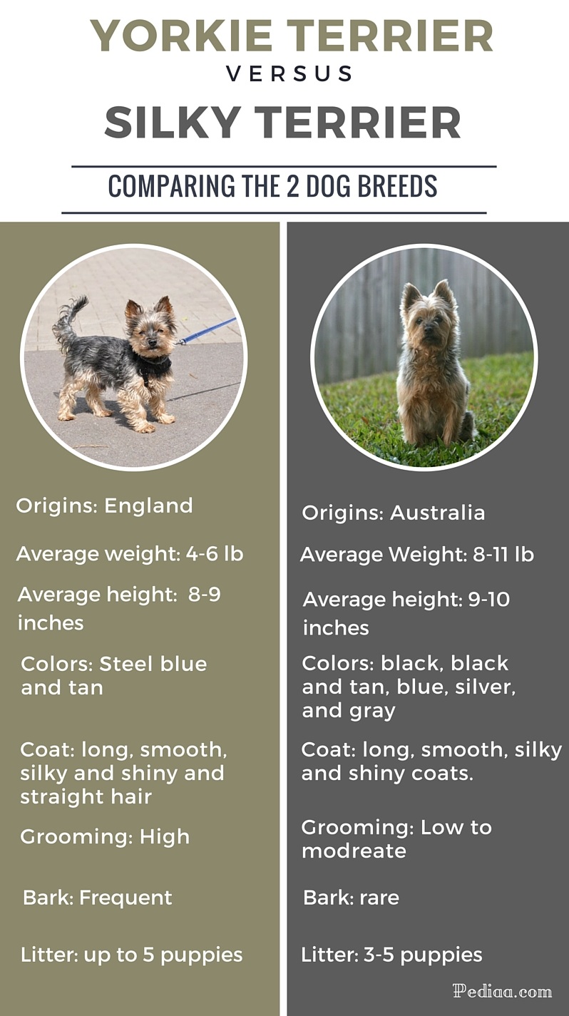 Difference Between Yorkie and Silky Terrier