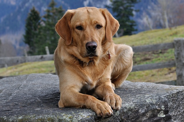 are labradors or golden retrievers better