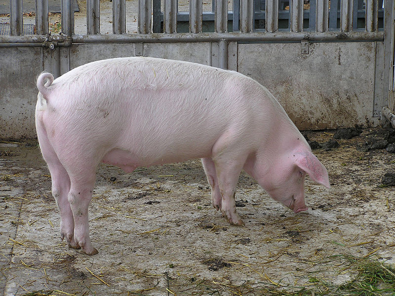 Verschil tussen Varken en Varken