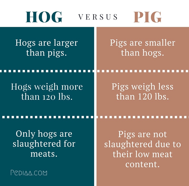 Unterschied zwischen Schwein und Schwein - Infografik