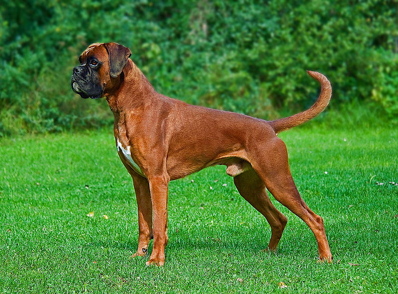 Main Difference - German Male vs Female Boxer Dogs