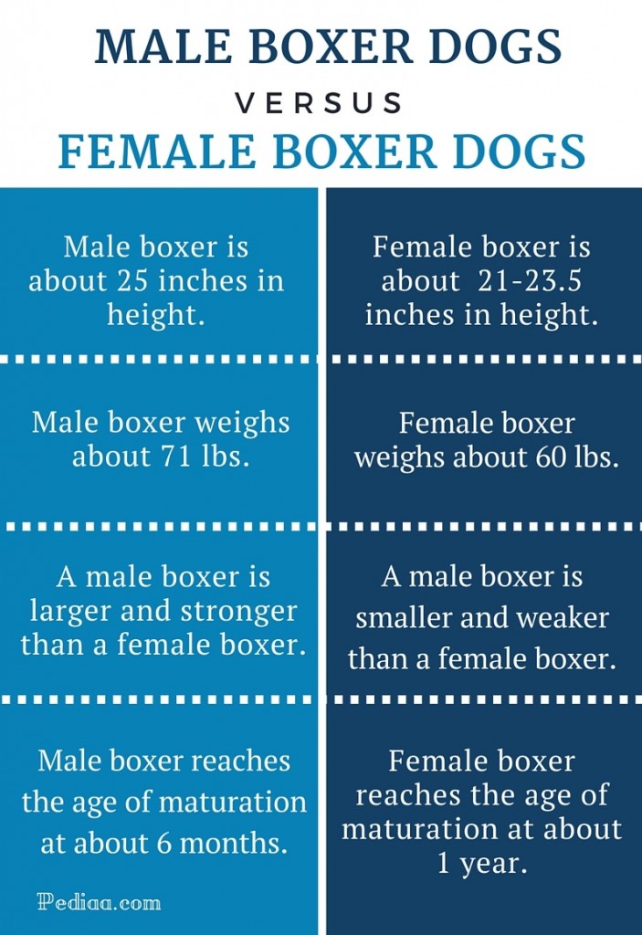 Difference Between Male and Female Boxer Dogs- infographic