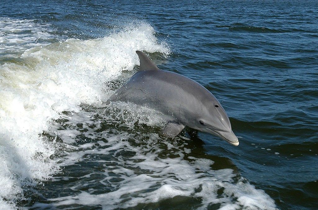 Difference Between Shark and Dolphin