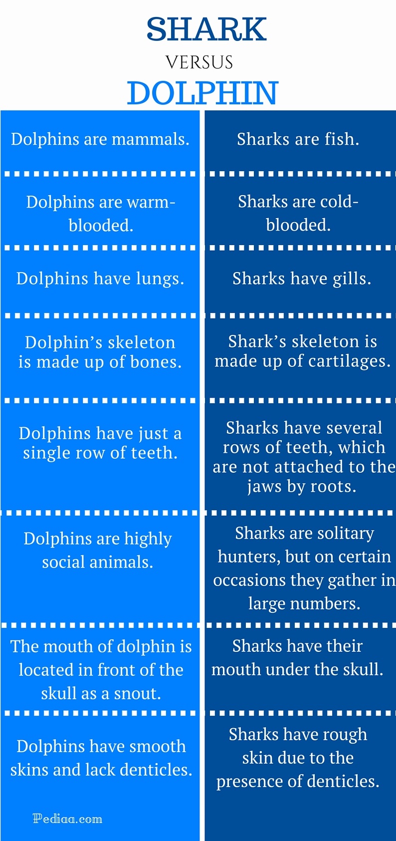 Difference Between Shark and Dolphin