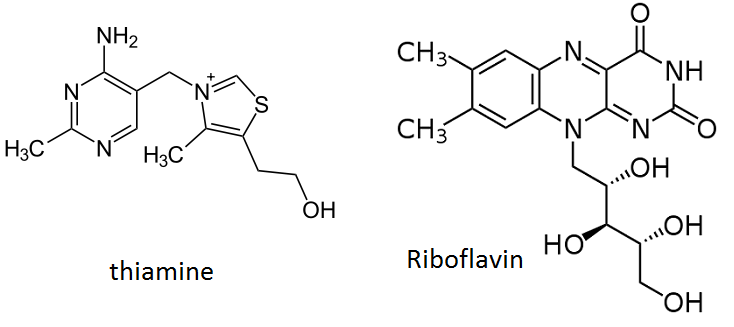 Main Difference - Vitamin B vs B12          