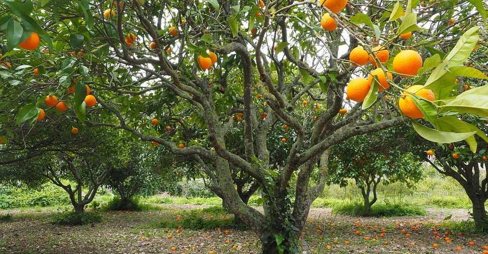 Amplification examples Archives