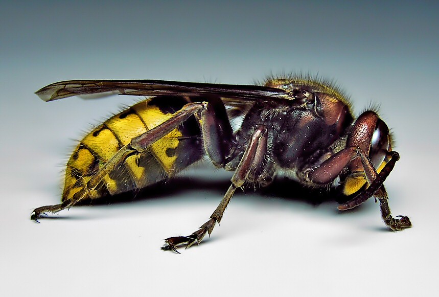 Main Difference - Wasp vs Hornet 