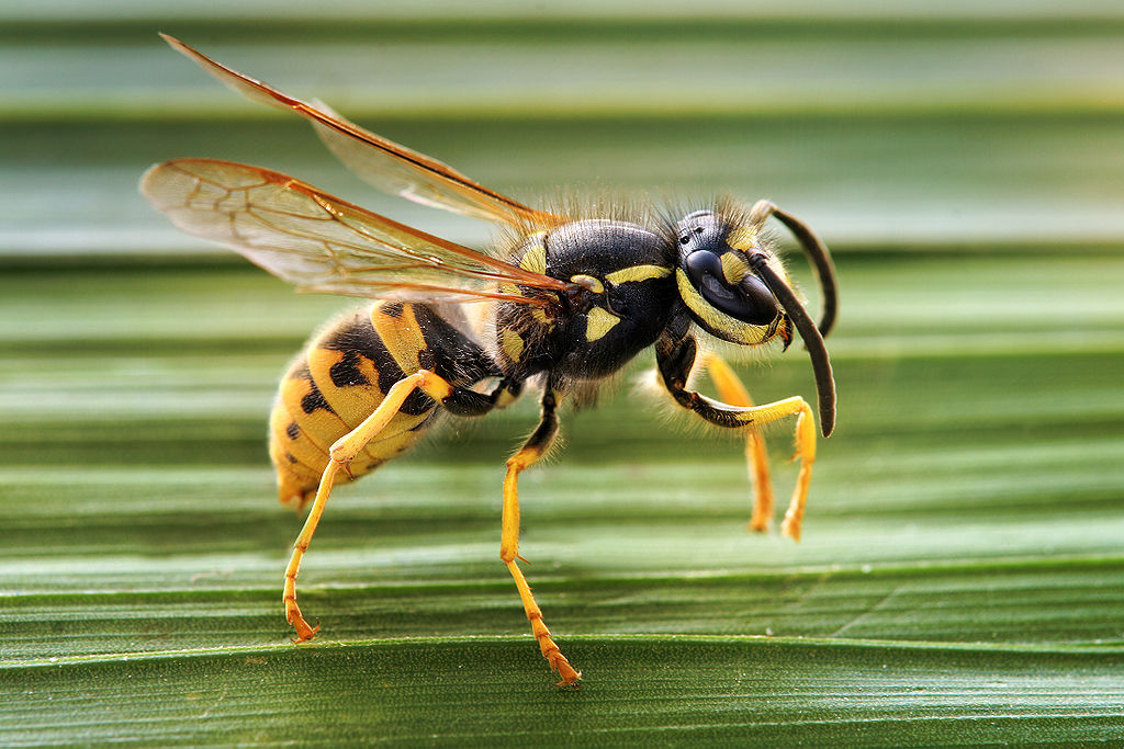Difference Between Wasp and Hornet