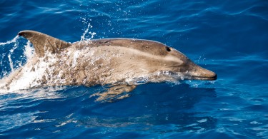 Porpoise characteristics – Pediaa.Com