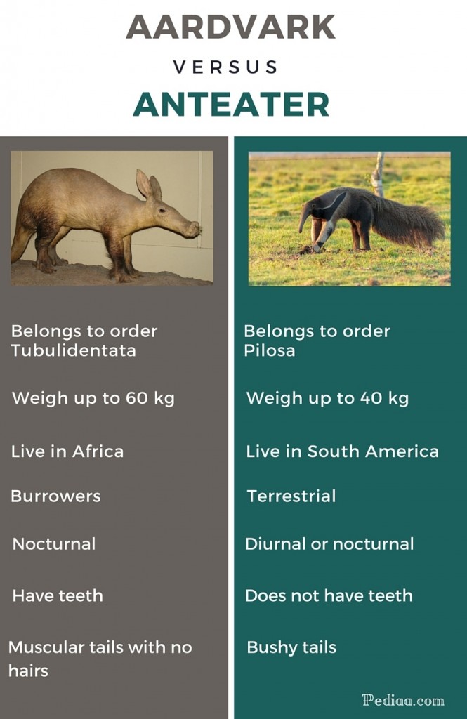 Difference Between Aardvark and Anteater – Pediaa.Com