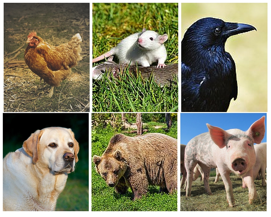 Top 122 + Animals carnivores and herbivores - Lestwinsonline.com