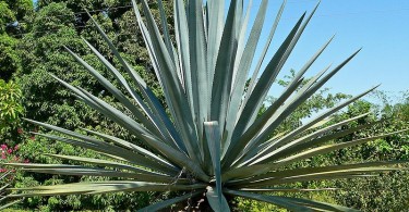 Difference Between Agave And Blue Agave Image 1 375x195 