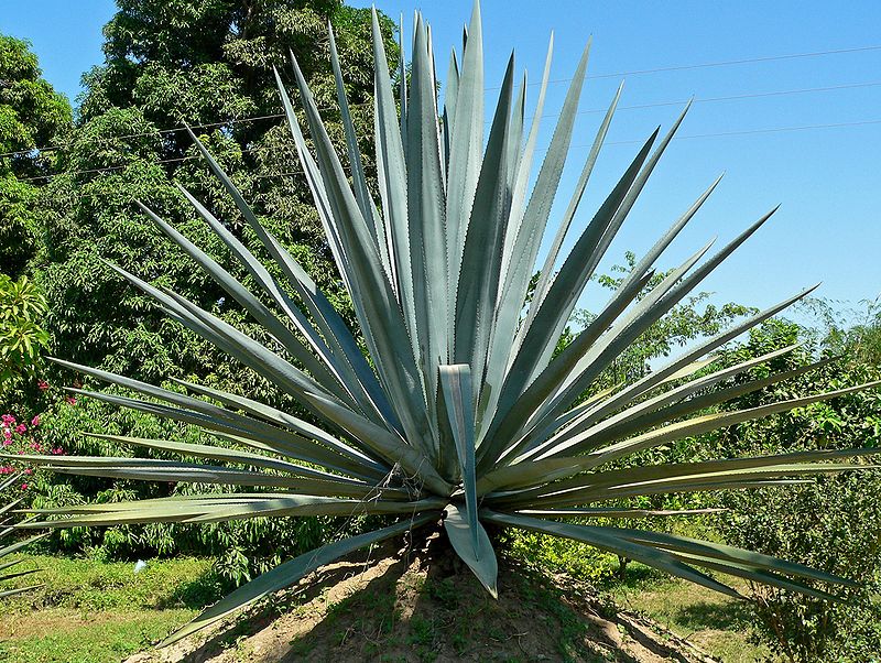 Difference Between Agave and Blue Agave