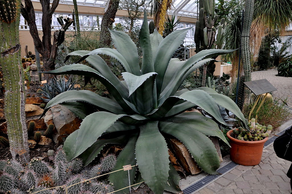 Main Difference - Agave vs Blue Agave