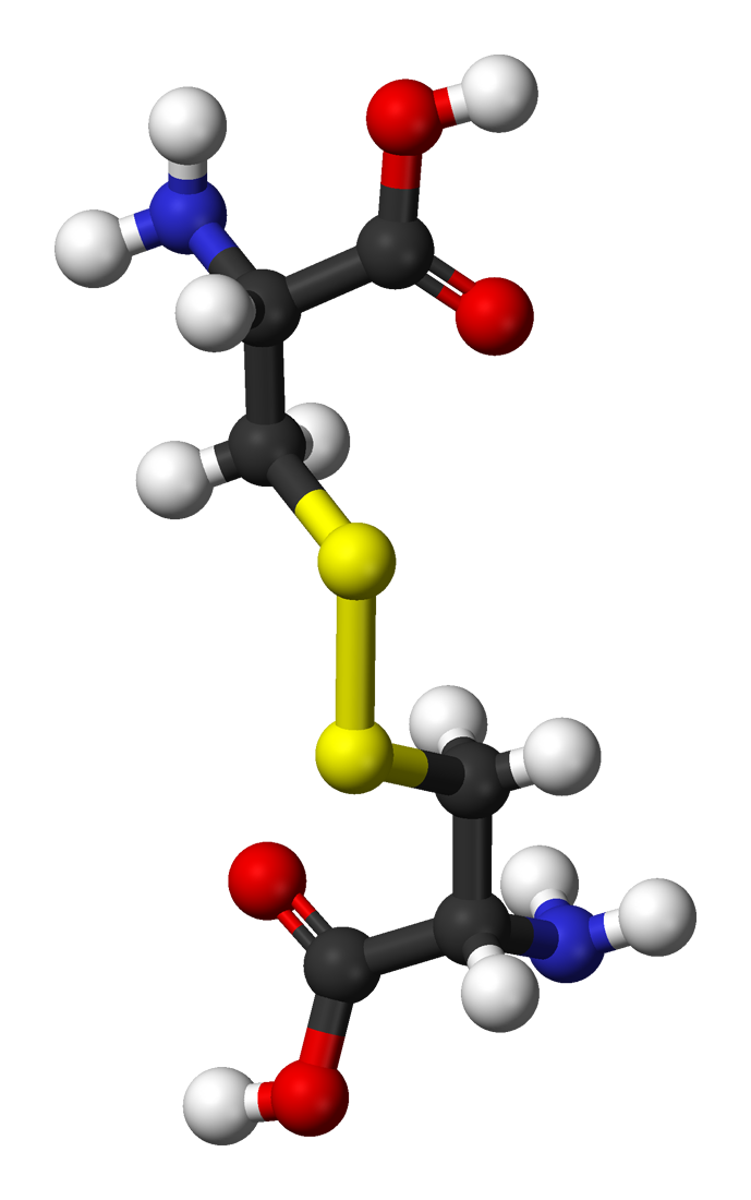 Main Difference - Cystine vs Cysteine