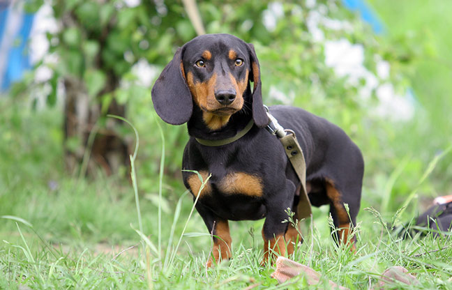 why is a dachshund called a wiener dog