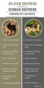 Difference Between Belgian and German shepherd – Pediaa.Com