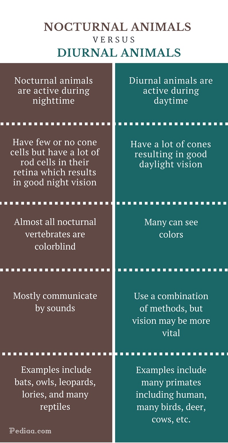Difference Between Nocturnal and Diurnal Animals - infographic (1)