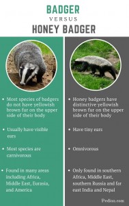 Difference Between Badger and Honey Badger | Facts, Features, Behaviour ...