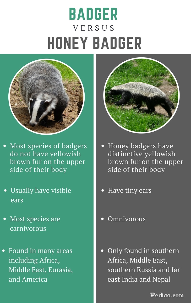 Difference between Badger and Honey Badger - infographic
