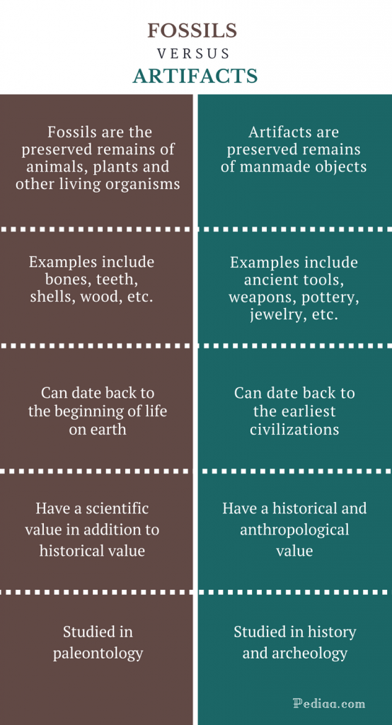 Difference Between Fossils and Artifacts | Definition, Meaning ...