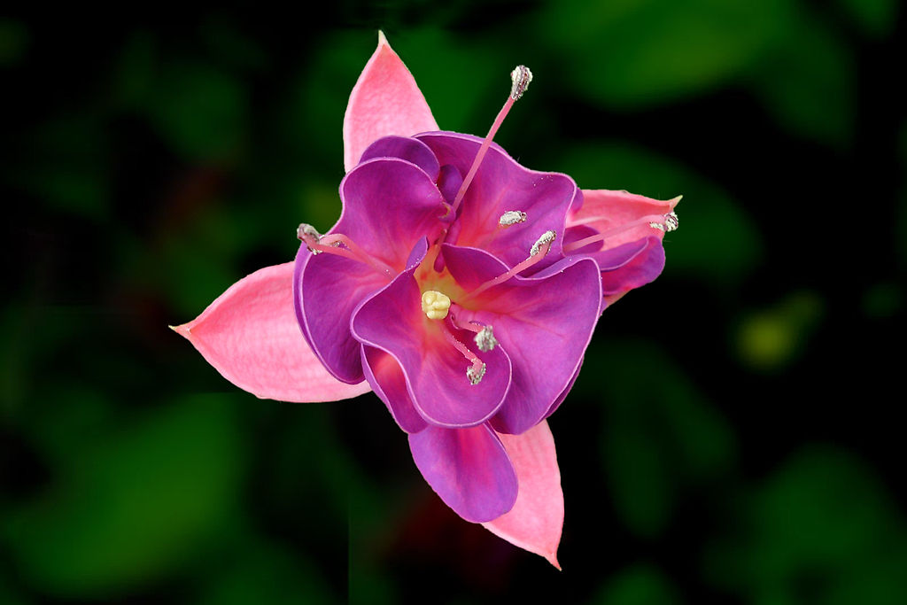 Difference Between Fuchsia and Hot Pink
