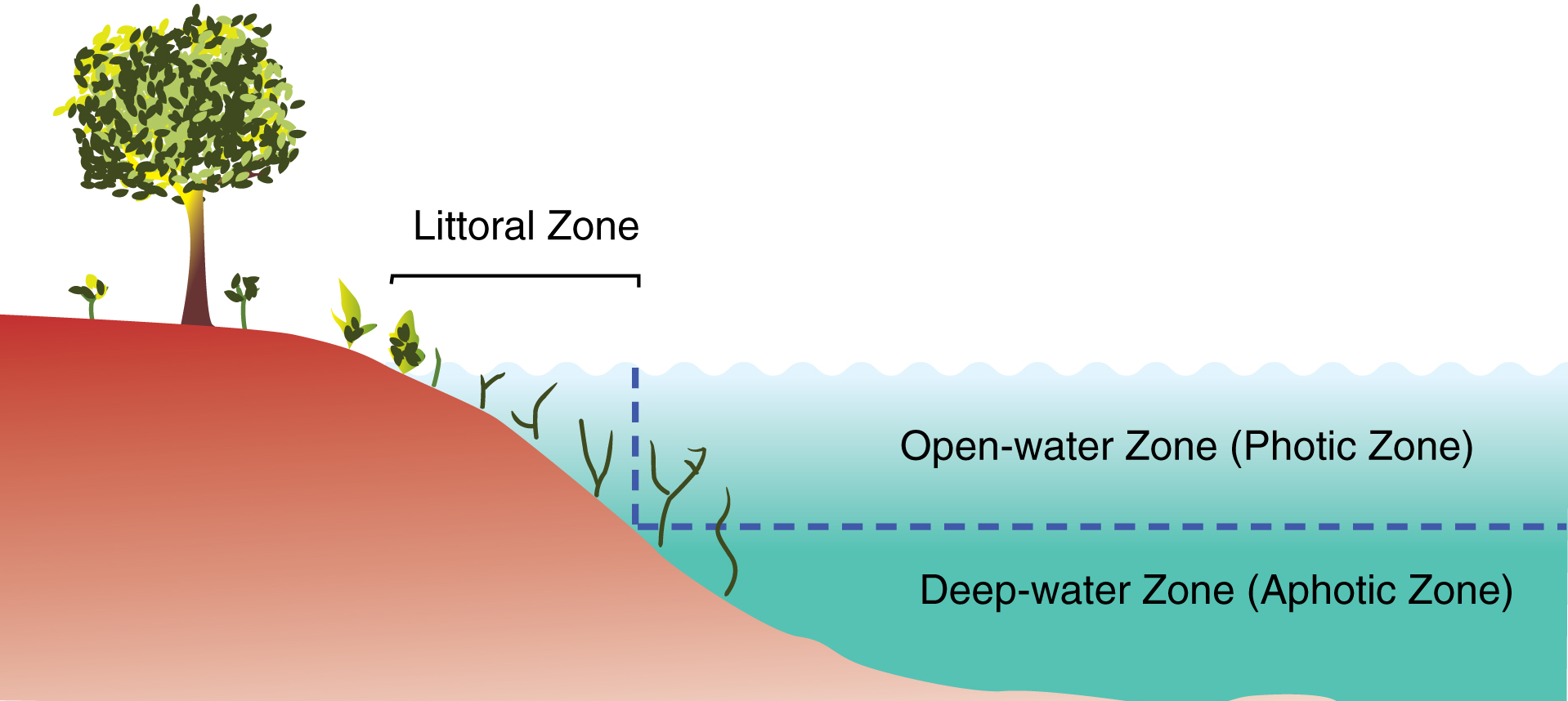 What are Freshwater Ecosystems Ecosystem, Classification, Freshwater