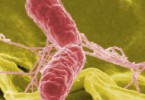 Difference Between Salmonella Typhi and Paratyphi
