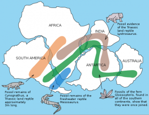 How Does the Biogeography of Fossils Support Evolutionary Theory