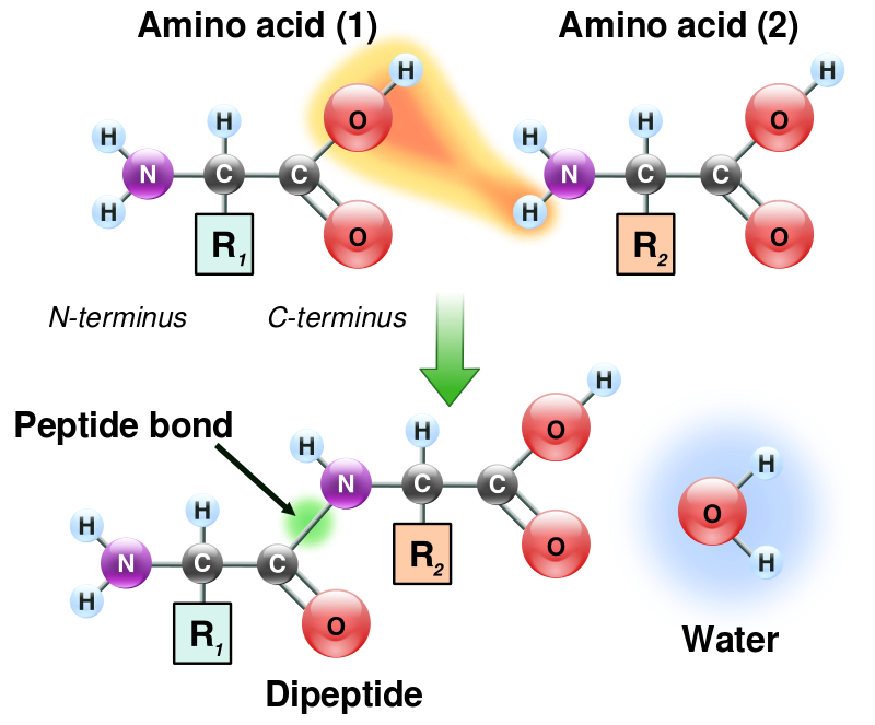 How are Proteins Constructed from Amino Acids Monomers of Proteins, Pebtide Bonds, Protein