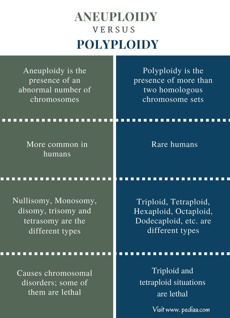 Difference Between Aneuploidy and Polyploidy - Comparison Summary