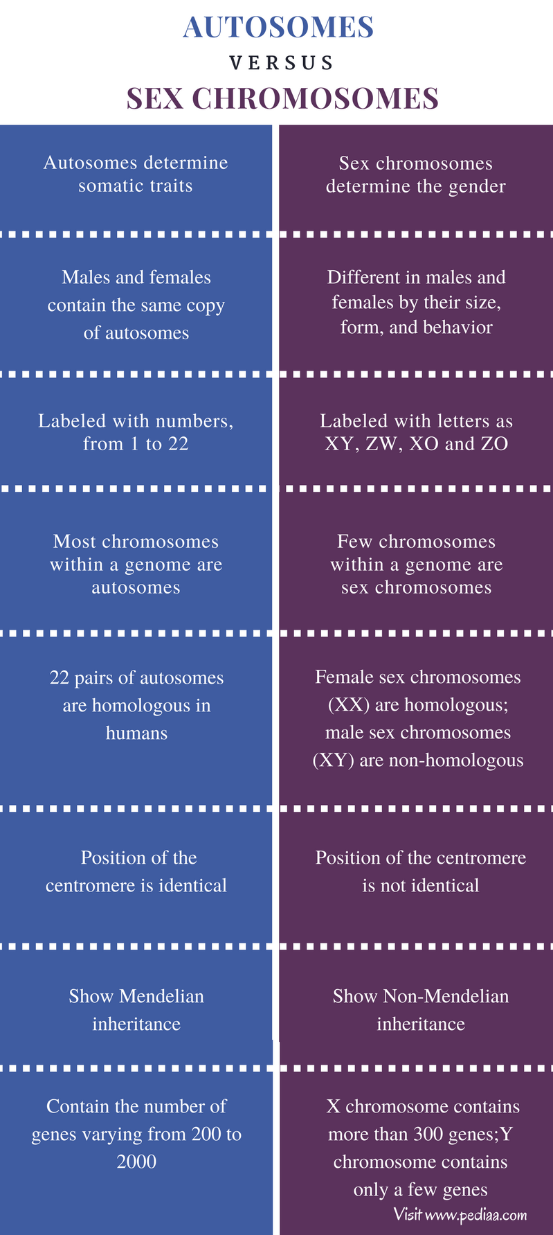 Difference Between Autosomes And Sex Chromosomes Definition Function Related Genetic Disorders