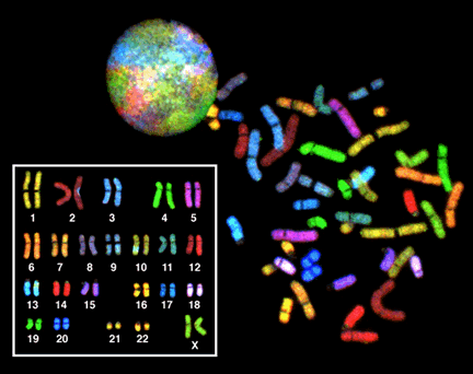 Main Difference - Chromosome vs Chromatid 