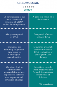Difference Between Chromosome and Gene - Pediaa.Com