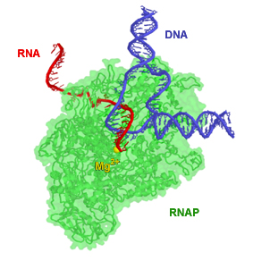 Main Difference - DNA Replication vs Transcription 
