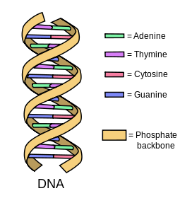 Difference Between DNA and Genes